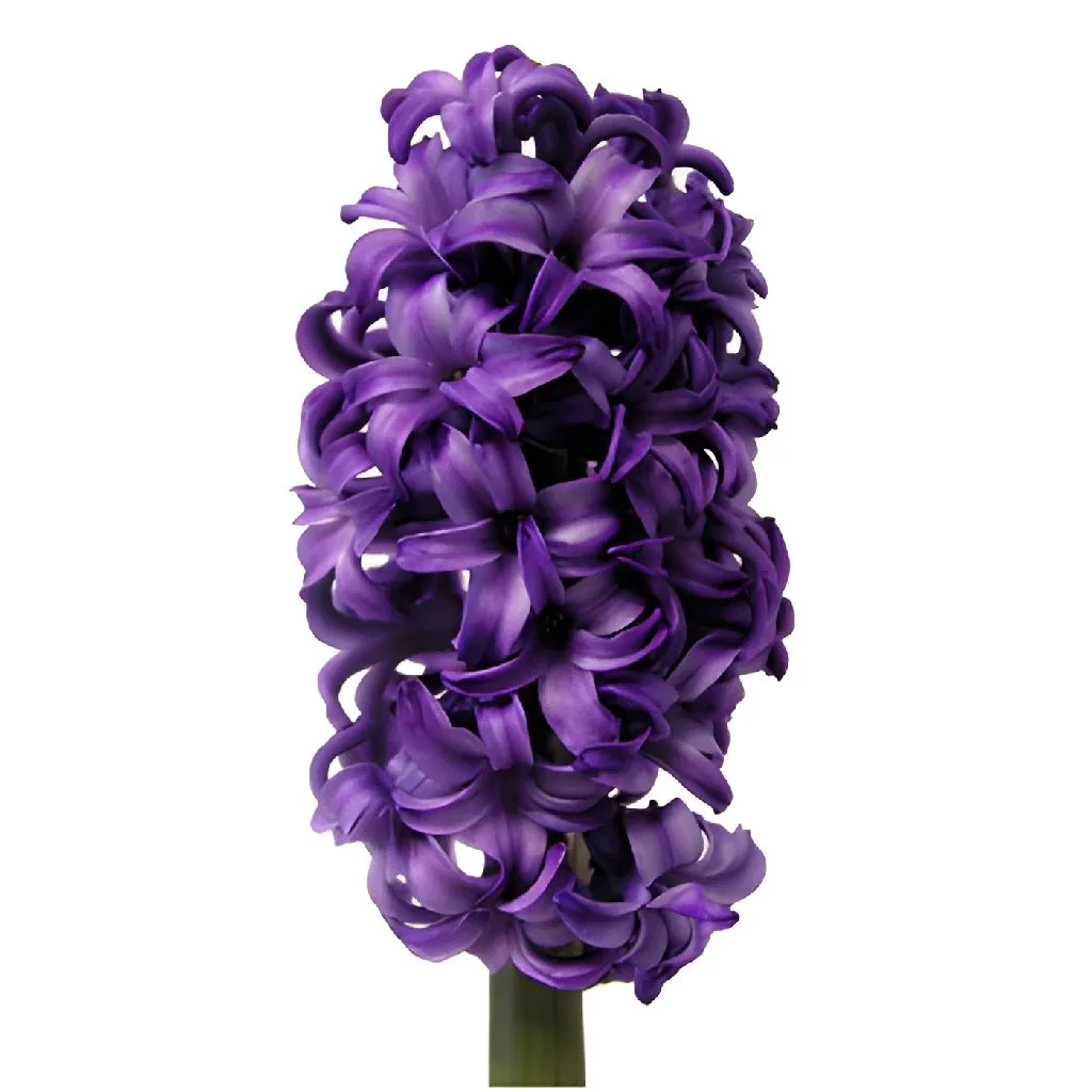 Royal Purple Hyacinth Flowers